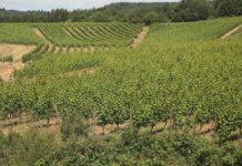 Bauernpräsident Rukwied: "Weinbau ist in der größten Krise"