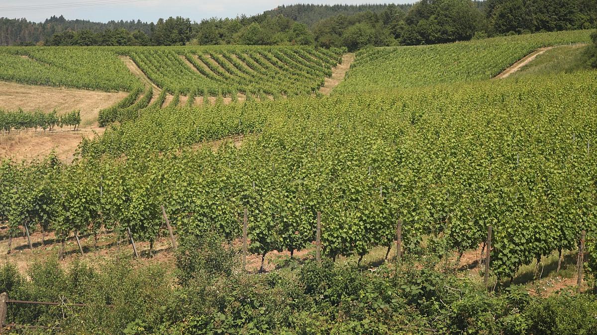 Bauernpräsident Rukwied: "Weinbau ist in der größten Krise"